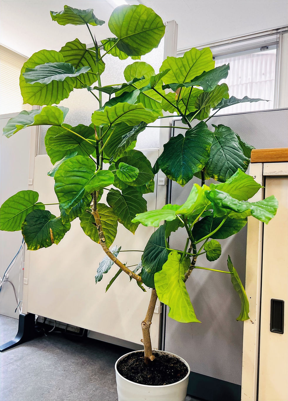 植物と人間との関係性を世界的ベストセラーにみる