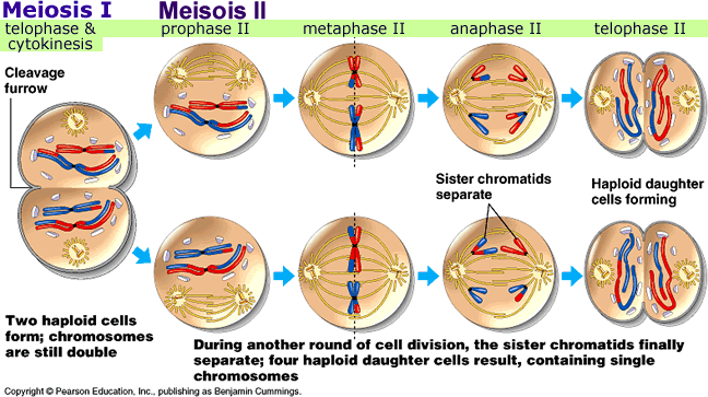 Meiosis y diversidad genética