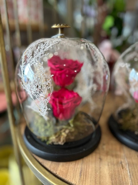 Rose éternelle Fuschia