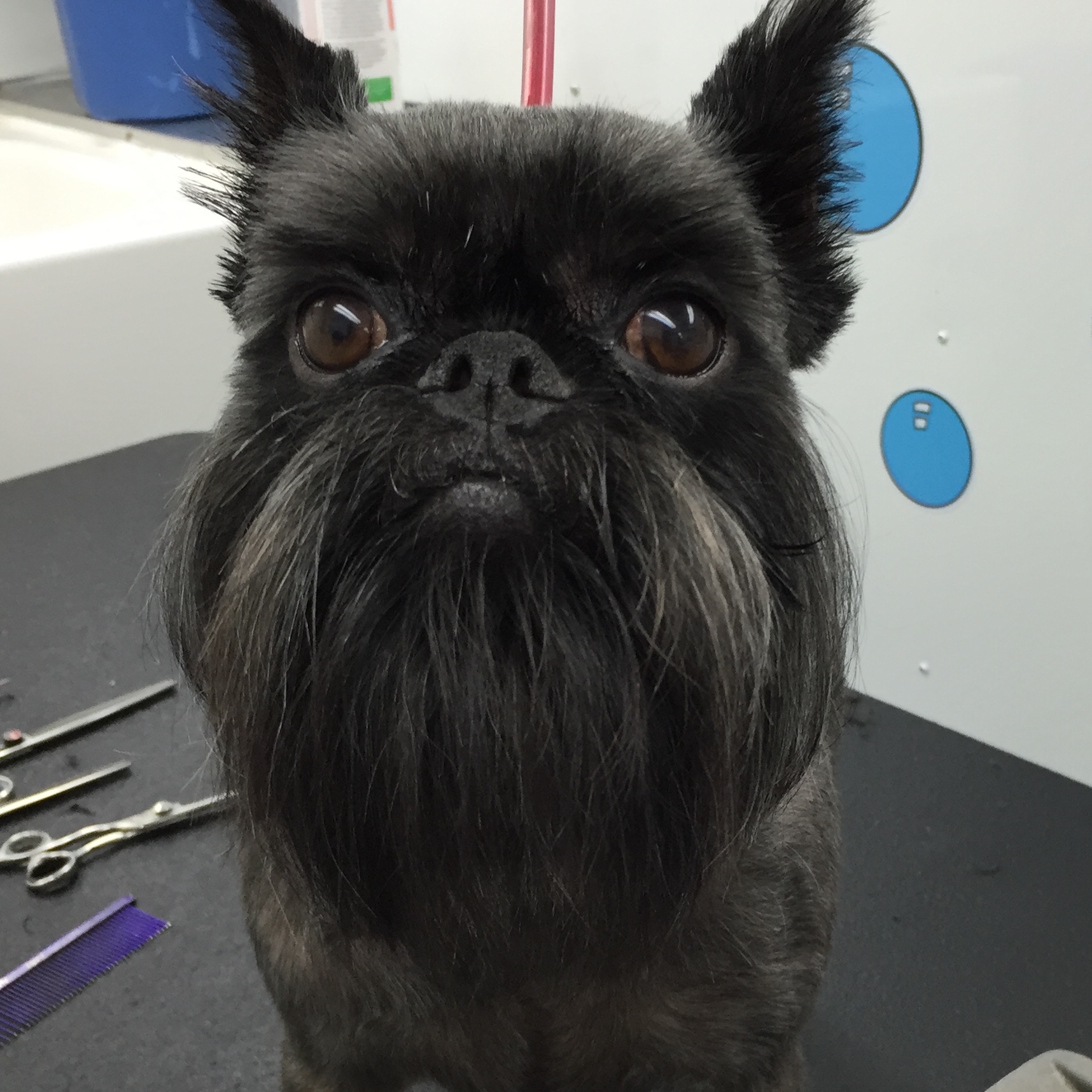 Pups "n" Bubbles Mobile Dog Grooming