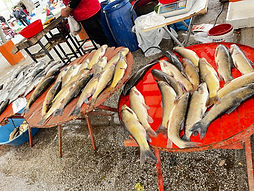 ALT text fresh fish from market at market