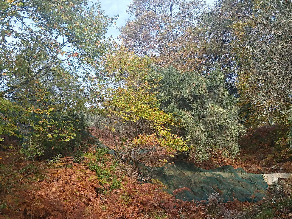 Olive trees into the wild...