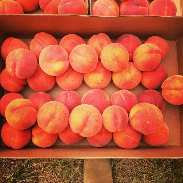 Grossen Peaches UPick Peach Farm Hillsboro, Oregon