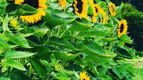 What A Wonderful World