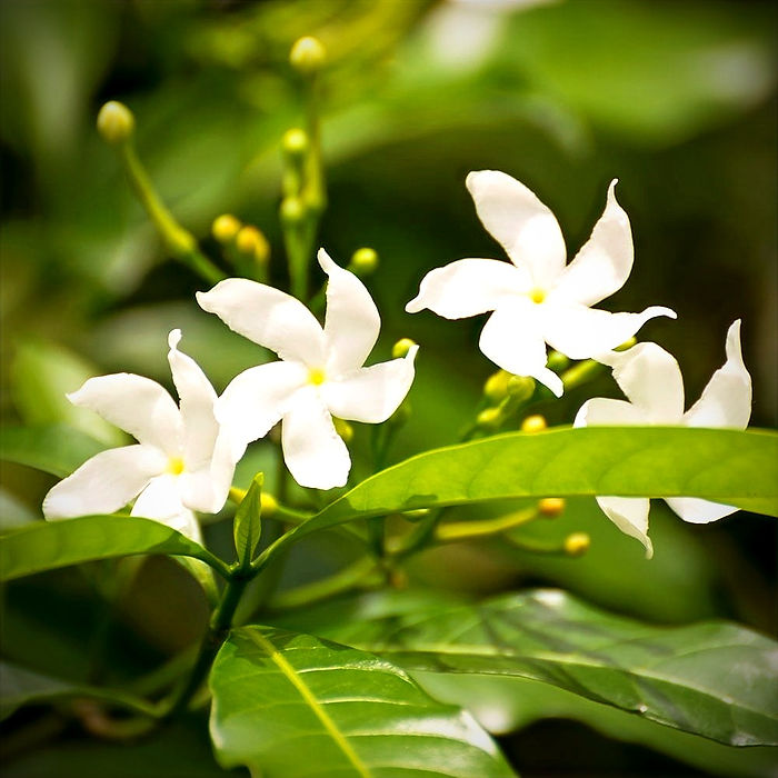 jasmine oil