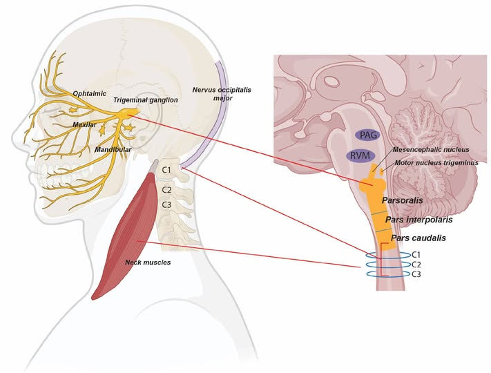Cervicotrigeminal Nucleus Anatomy Diagram