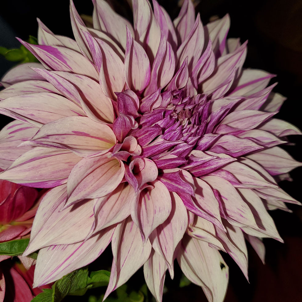 Cafe au Lait Royal dahlia