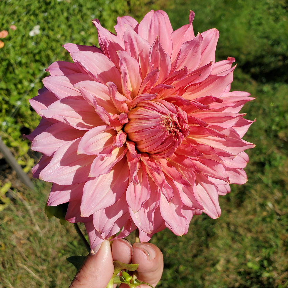 Islander dahlia
