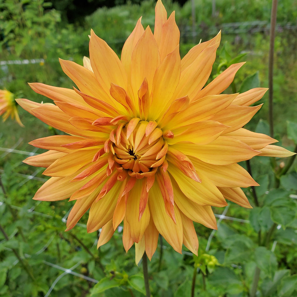 Park Record dahlia