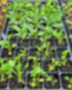 Poppies in a 72 cell tray at the beginning of April soon to be transplanted into the garden