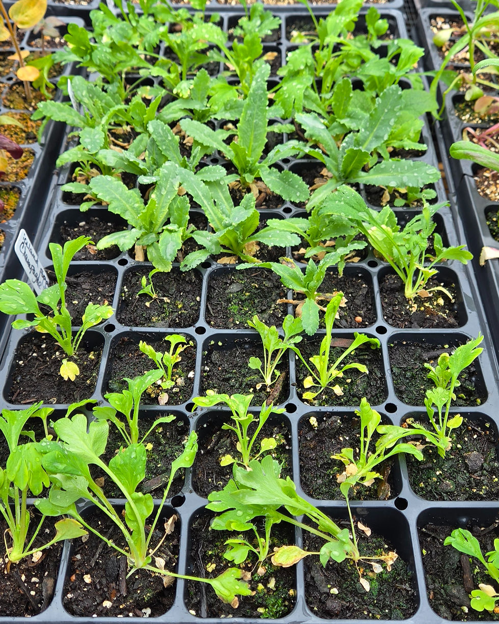Poppies in a 72 cell tray at the beginning of April soon to be transplanted into the garden