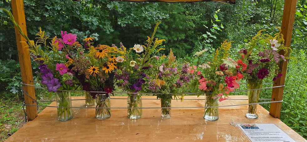 Gladioli 'Mojito', 'Plum Tart', and 'Wine and Roses' make their first appearance at Shea Flower Farm stand
