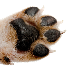 image 54.png