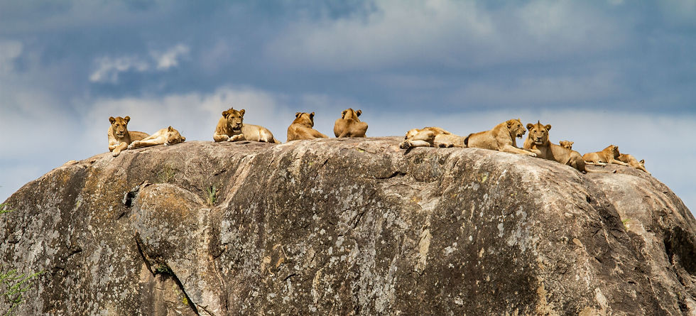 Shutterstock_lions.jpg