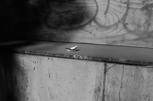 Santiago 8 8 2023.jpg