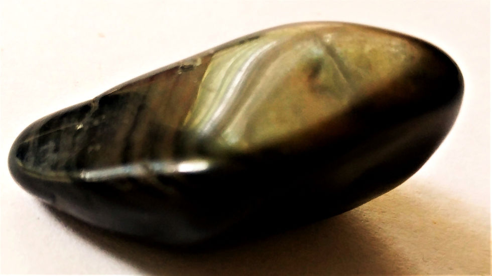 Thumbnail: Petrified Wood