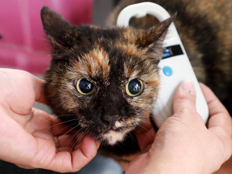 Cidade do Rio regulamenta 'carteira de identidade' digital para cães e gatos