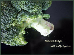 brocoli