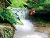 Cascades behind green flowering tree