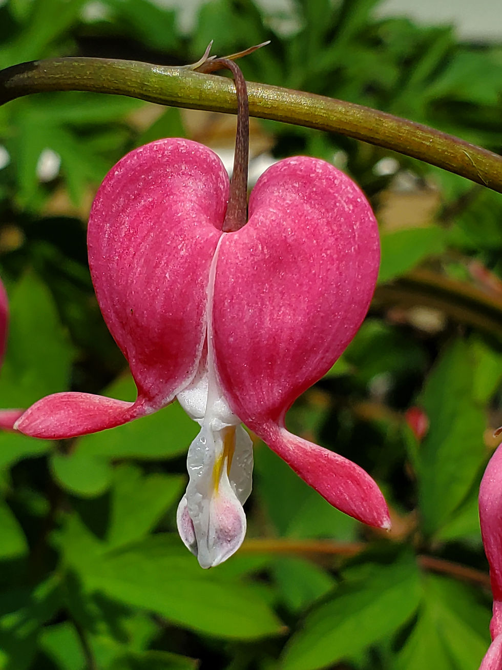 bleeding heart