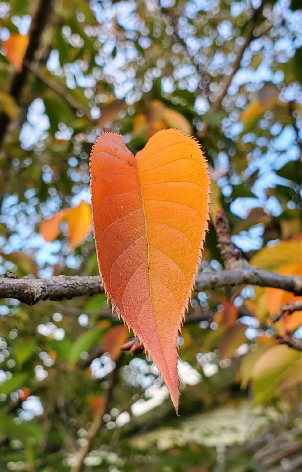 Leaf shaped like a heart