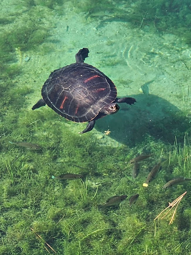Turtle swimming at us