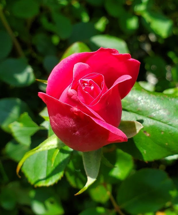 rosebud