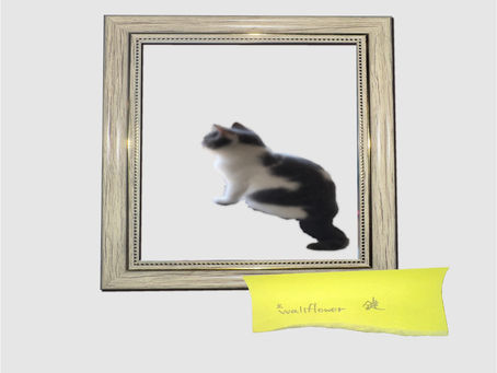 2025/12/27 *wallflower / 鍵 配信リリース!!!