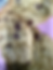 Chocolate Chip