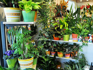 Houseplants For Healthier Eyes And Cleaner Indoor Air