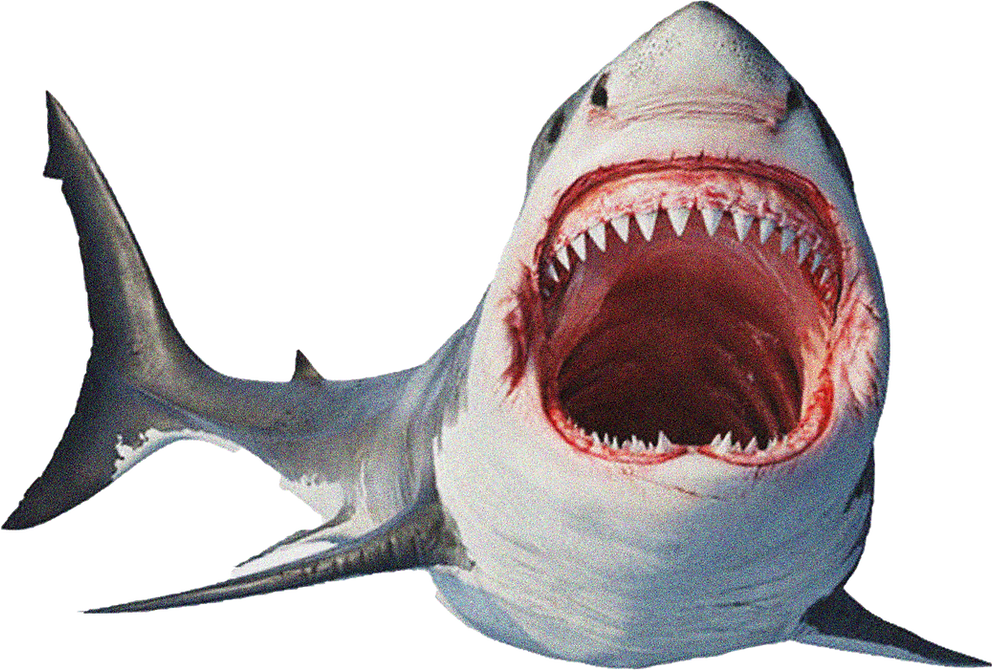 Ionit Studios Kevin Konnors IOTV Shark