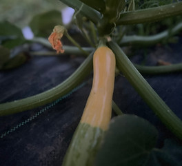 Courgette.JPEG