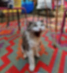 Screenshot_20230702-180155_Gallery