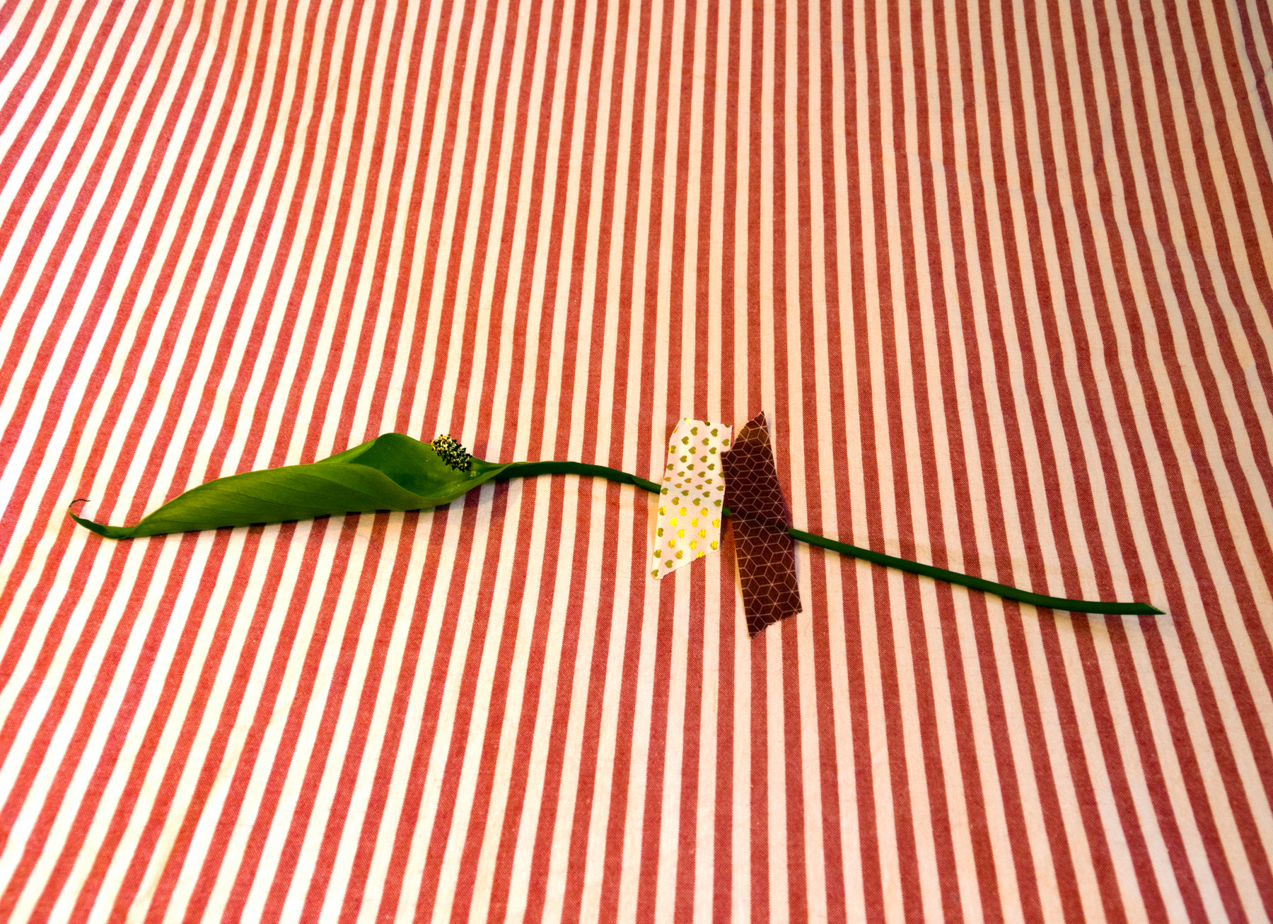 Untitled Still Life