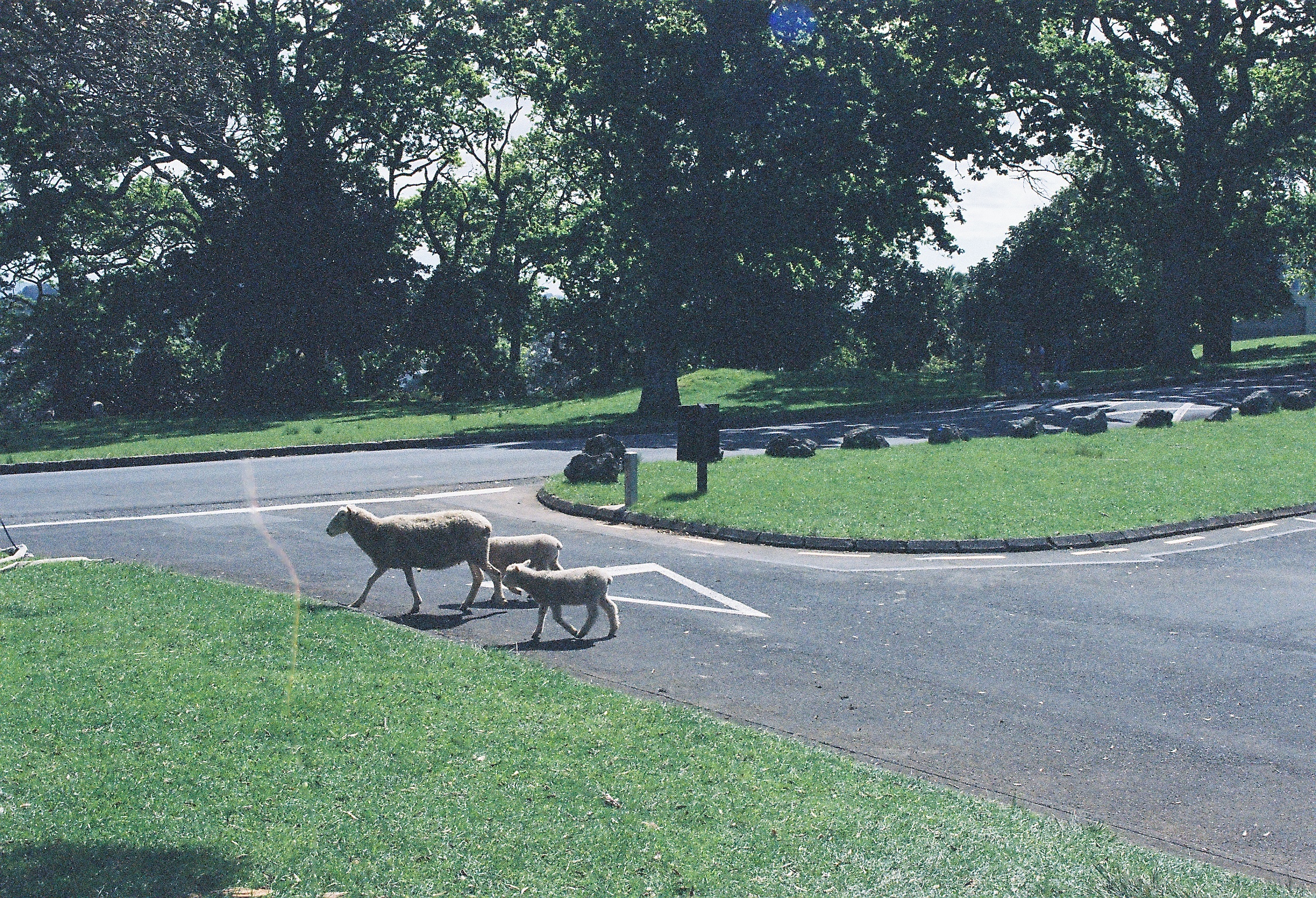 Sheep