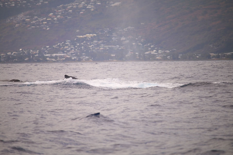 swiss guesthouse sitters remplacement maison d'hôtes la réunion baleines cétacé guesthousesitter