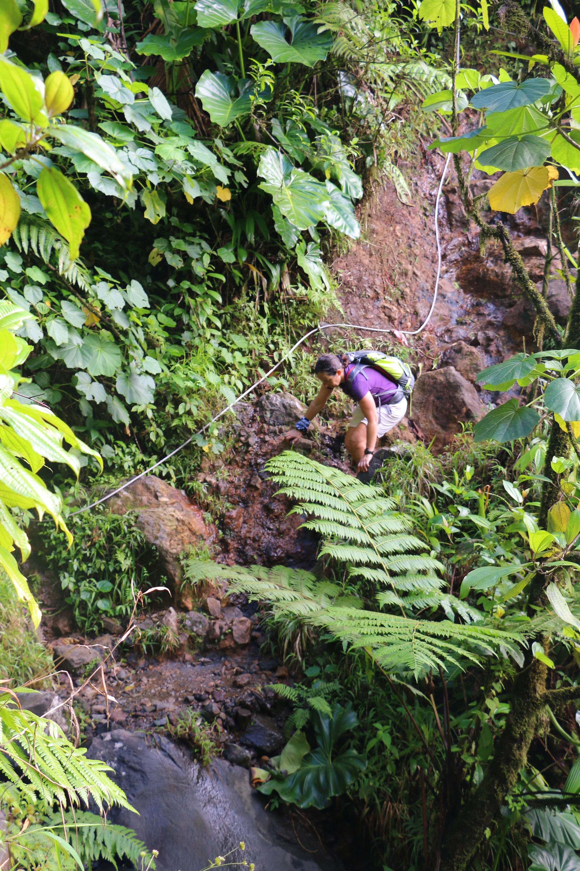 swiss guesthouse sitters remplacement maison d'hotes bed and breakfast guadeloupe chutes du carbet 