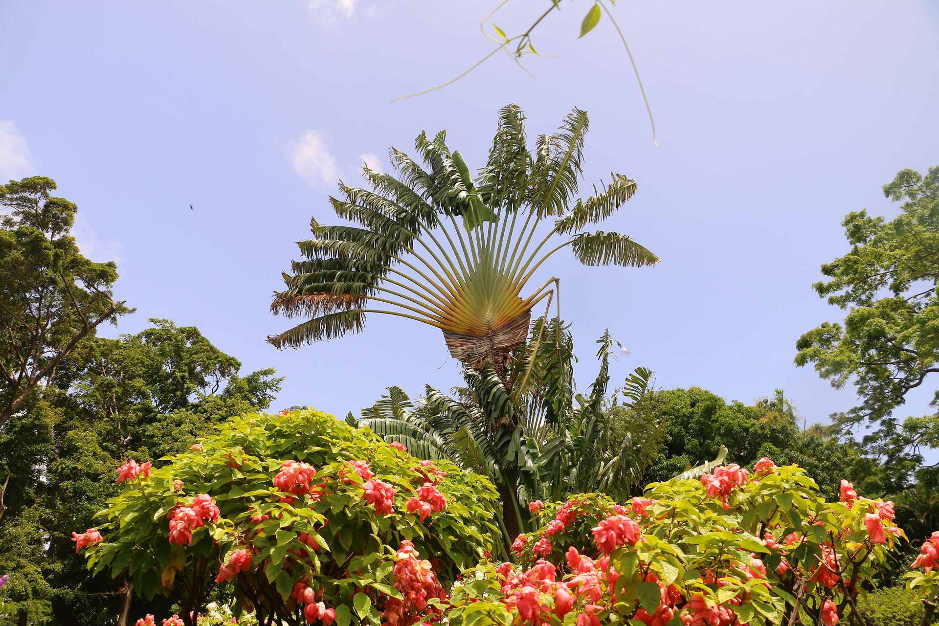 swiss guesthouse sitters maison d'hotes guadeloupe carre royal  jardin botanique