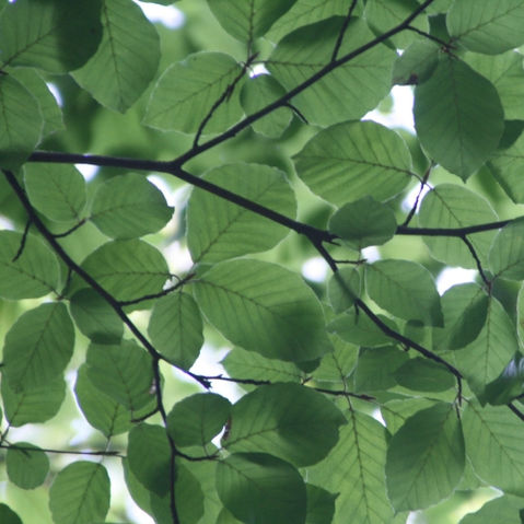 Close-up of vibrant green leaves on tree branches, creating a natural canopy with soft sunlight filtering through.
