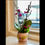 サムネイル： Orchids in Pot