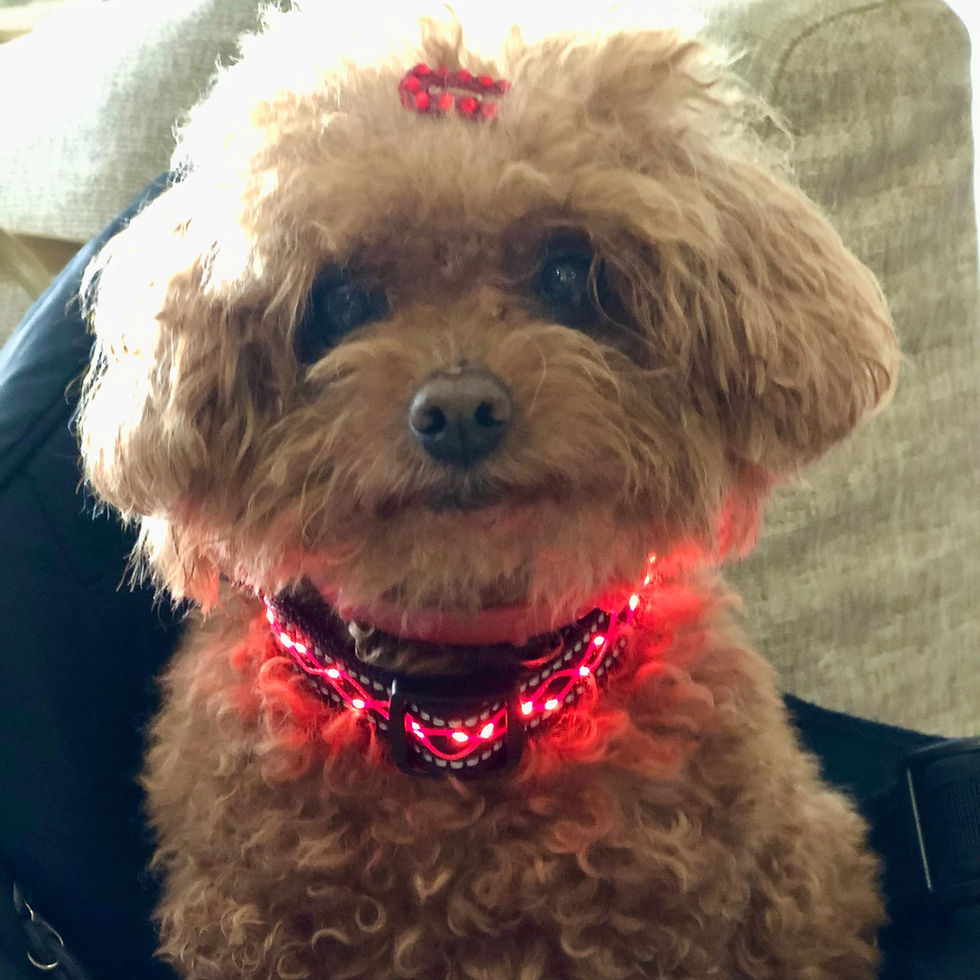 縮圖：Shiny Pet Hair Clip - Red