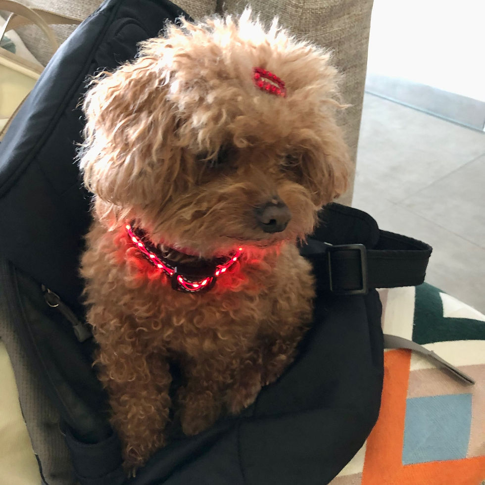 縮圖：Shiny Pet Hair Clip - Red