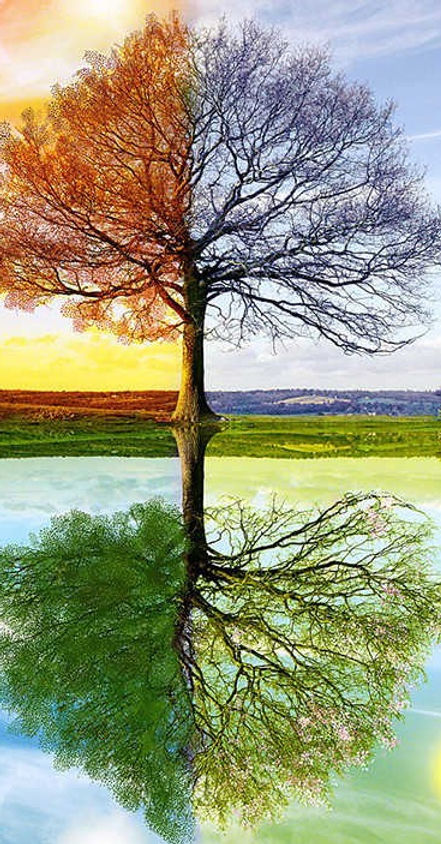 DPF-Full-Square-Diamond-DIY-Diamond-Painting-Four-Seasons-Tree-Embroidery-Cross-Stitch-Rhi