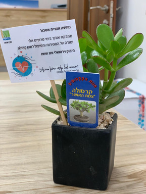 צמח האושר- כולנו מסכימים שכל כך מגיע להם