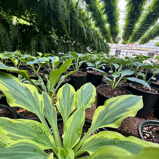 Hostas