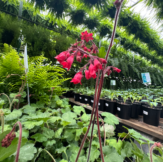 Ruby Bells Heuchera