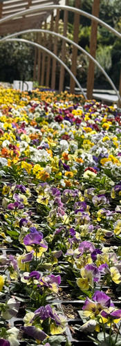 Violas and Pansies