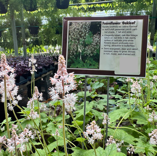 Oakleaf Tiarella
