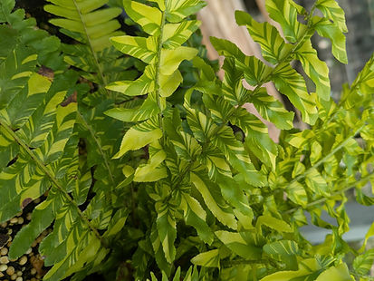 tiger boston fern_edited.jpg