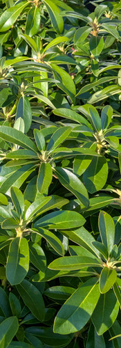 Rhododendron foliage